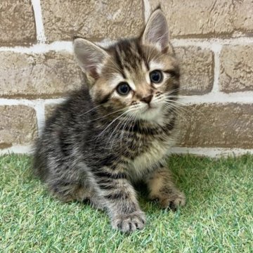 マンチカン(長足)【大阪府・男の子・2023年9月20日・ブラウンタビー】の写真「目がぱっちり」