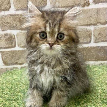 ミヌエット(長足)【大阪府・女の子・2024年4月20日・ブラウンタビー（セミロング）】の写真「人懐っこいです」