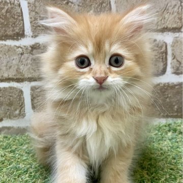 マンチカン(長足)【大阪府・男の子・2024年2月26日・レッドタビー（セミロング）】の写真「おっとり」