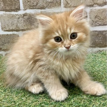 マンチカン(長足)【大阪府・女の子・2024年2月26日・レッドタビー（セミロング）】の写真「フサフサ」