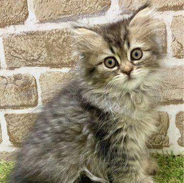 ミヌエット(長足)【大阪府・男の子・2024年3月6日・シェーデッドゴールデン】の写真「おっとり」