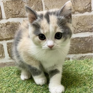 マンチカン(長足)【大阪府・女の子・2024年2月3日・ダイリュートキャリコ】の写真「まんまるのお顔」