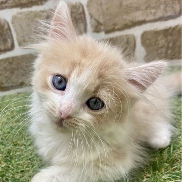 マンチカン(短足)【大阪府・男の子・2024年7月7日・クリーム&ホワイト】の写真「マイペース」