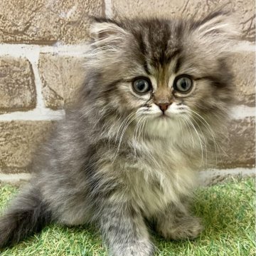 ミヌエット(長足)【大阪府・女の子・2024年3月6日・シェーデッドゴールデン】の写真「懐っこい」