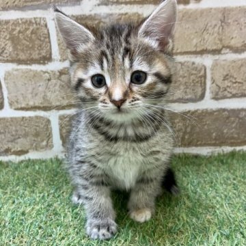 マンチカン(長足)【大阪府・女の子・2023年9月20日・ブラウンタビー】の写真「マイペースな性格」