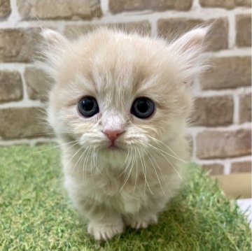 マンチカン(短足)【大阪府・男の子・2024年2月3日・クリーム（セミロング）】の写真「マイペース」