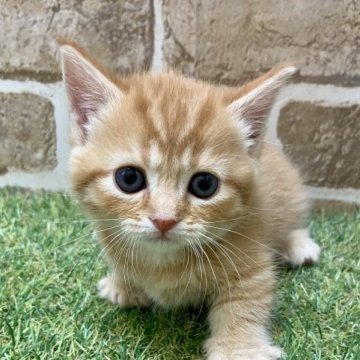 マンチカン(短足)【大阪府・女の子・2023年2月26日・レッドタビー】の写真「お目目ぱっちり」