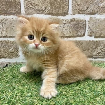 ラガマフィン【大阪府・男の子・2023年4月1日・レッドタビー】の写真「モフモフのコロコロ」