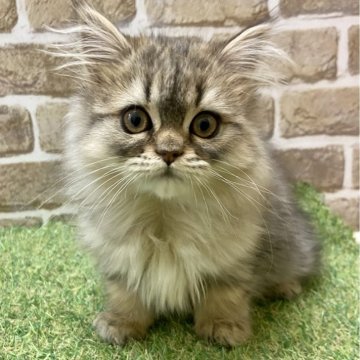 ペルシャ【大阪府・女の子・2023年11月1日・シェーデッドゴールデン】の写真「お目目ぱっちり」