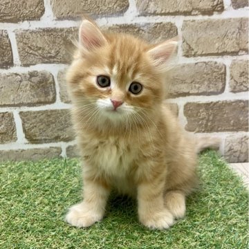 ラガマフィン【大阪府・男の子・2023年11月15日・レッドタビー】の写真「人なつっこい子です」