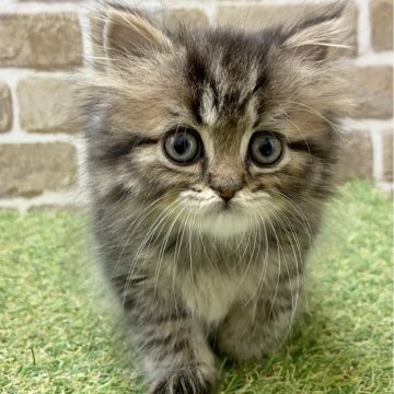 ミヌエット(長足)【大阪府・男の子・2024年3月6日・シェーデッドゴールデン】の写真「目がぱっちり」