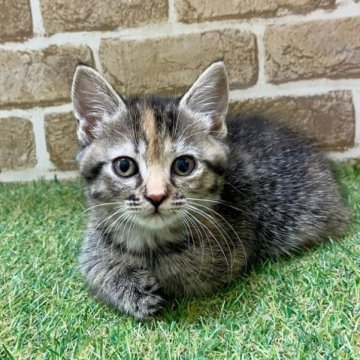 マンチカン(短足)【大阪府・女の子・2023年9月20日・ブラウンタビー】の写真「頭のちょこん色が可愛いです」