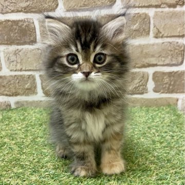 ラガマフィン【大阪府・女の子・2023年11月15日・ブラウンパッチドタビー】の写真「目がぱっちり。」