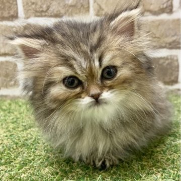 ミヌエット(長足)【大阪府・女の子・2024年3月6日・シェーデッドゴールデン】の写真「毛がふわふわ」