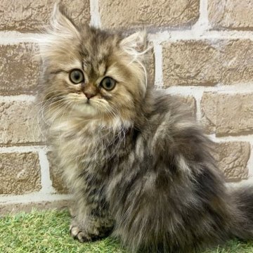 ペルシャ【大阪府・女の子・2023年1月22日・シェーデットゴールデン】の写真「おちゃめ子」