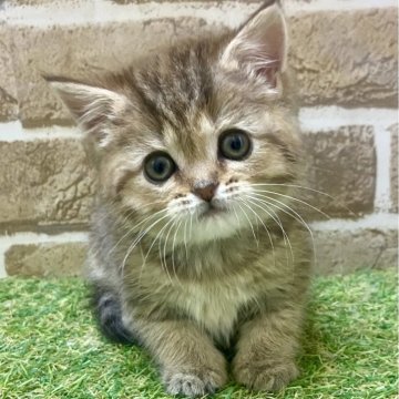 ミヌエット(長足)【大阪府・女の子・2024年3月13日・ブラウンタビー】の写真「困り顔」