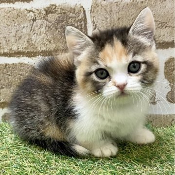 マンチカン(短足)【大阪府・女の子・2024年5月12日・キャリコ】の写真「目がぱっちり」