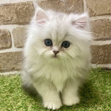 ペルシャ【大阪府・男の子・2023年1月22日・シェーデットシルバー】の写真「モフモフです」