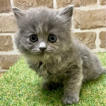 マンチカン(長足)【大阪府・女の子・2024年2月3日・ブルー&ホワイト（セミロング）】の写真「フワフワの毛」