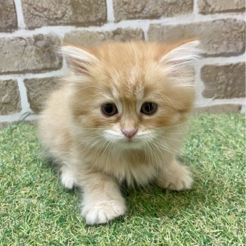 マンチカン(長足)【大阪府・女の子・2024年2月26日・レッドタビー（セミロング）】の写真「困り顔が可愛い」