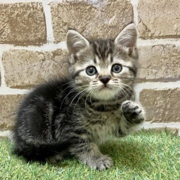 ミヌエット(長足)【大阪府・男の子・2023年9月10日・ブラウンタビー】の写真「懐っこい子です」