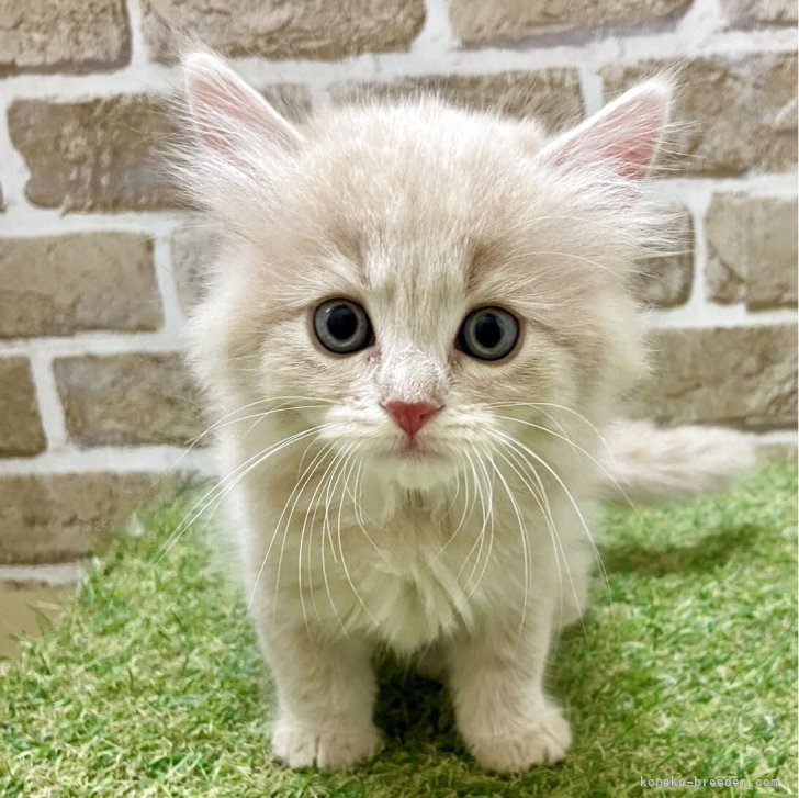 ブリーダー画像