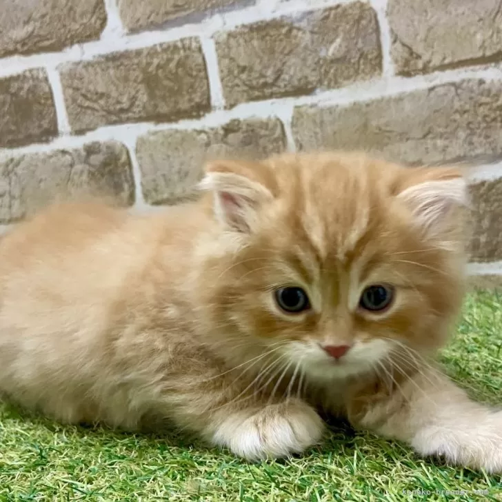 ID：2412-02555の子猫