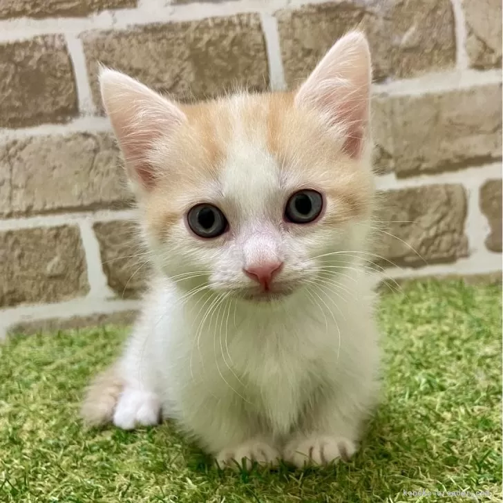 マンチカン(短足)【大阪府・男の子・2025年6月7日・レッドタビー&amp;ホワイト】の写真1