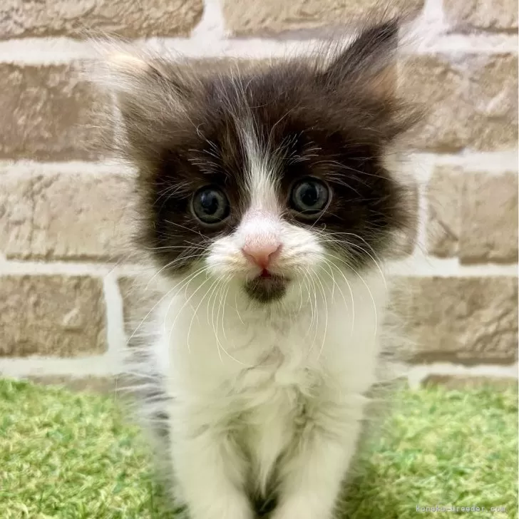 マンチカン(長足)【大阪府・女の子・2025年5月5日・キャリコ】の写真1