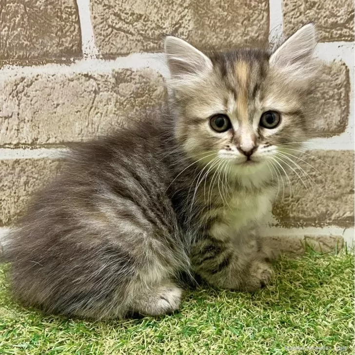 マンチカン(長足)【大阪府・女の子・2025年6月7日・キャリコ】の写真1