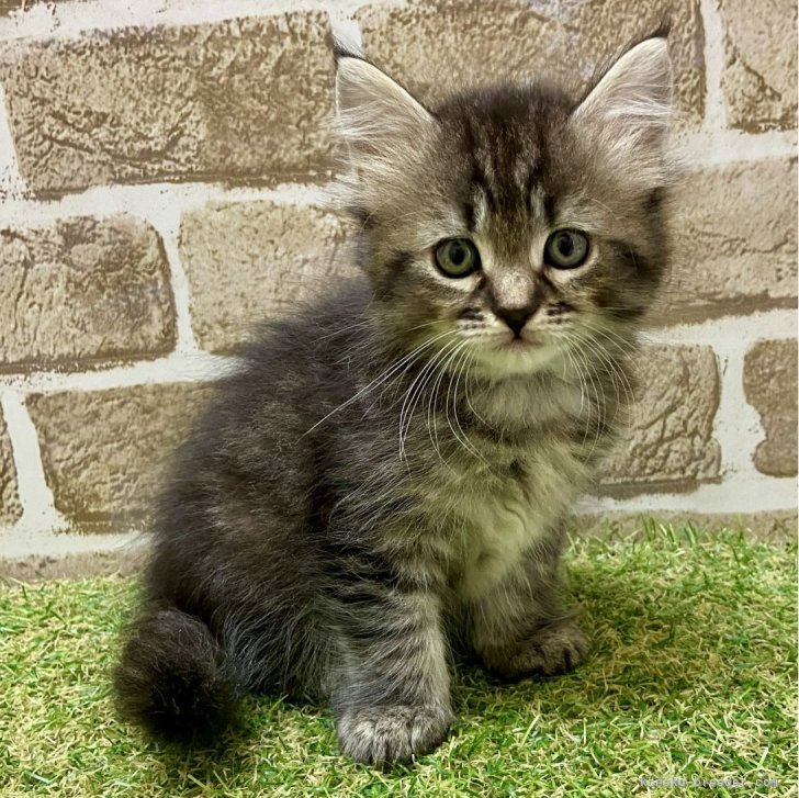 ブリーダー画像