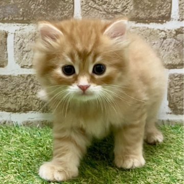 ラガマフィン【大阪府・男の子・2024年11月15日・レッドタビー】の写真「あまえんぼ」