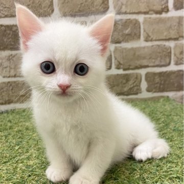 マンチカン(長足)【大阪府・男の子・2025年4月10日・クリーム&ホワイト】の写真「目が綺麗」