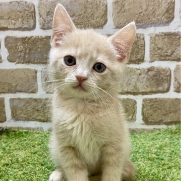マンチカン(長足)【大阪府・男の子・2025年4月10日・クリームタビー】の写真「兄妹の中で1番元気」