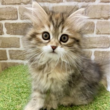 ラガマフィン【大阪府・女の子・2024年11月15日・ブラウンタビー】の写真「元気っ子」