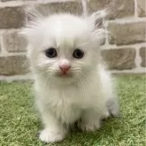 マンチカン(短足)