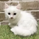 マンチカン(長足)