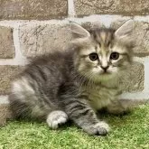 マンチカン(長足)【大阪府・女の子・2025年6月7日・キャリコ】の写真2