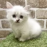 マンチカン(短足)【大阪府・女の子・2025年6月7日・ブルーポイント】の写真2