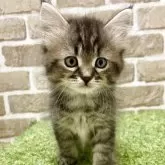 マンチカン(長足)【大阪府・女の子・2025年6月7日・ブラウンタビー】の写真3