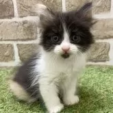 マンチカン(長足)【大阪府・女の子・2025年5月5日・キャリコ】の写真3