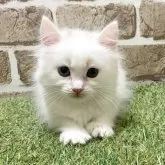 マンチカン(長足)【大阪府・女の子・2025年6月15日・ホワイト】の写真4