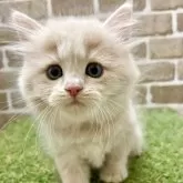 マンチカン(長足)【大阪府・男の子・2025年7月15日・クリームタビー】の写真4