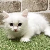 マンチカン(長足)【大阪府・女の子・2025年6月15日・ホワイト】の写真5