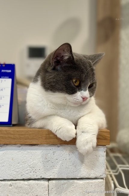 ブリティッシュショートヘア【・女の子・2024年6月23日・ブルーアンドホワイト】