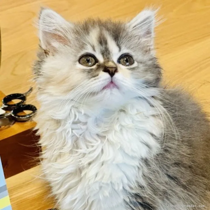 ID:2306-00758の子猫