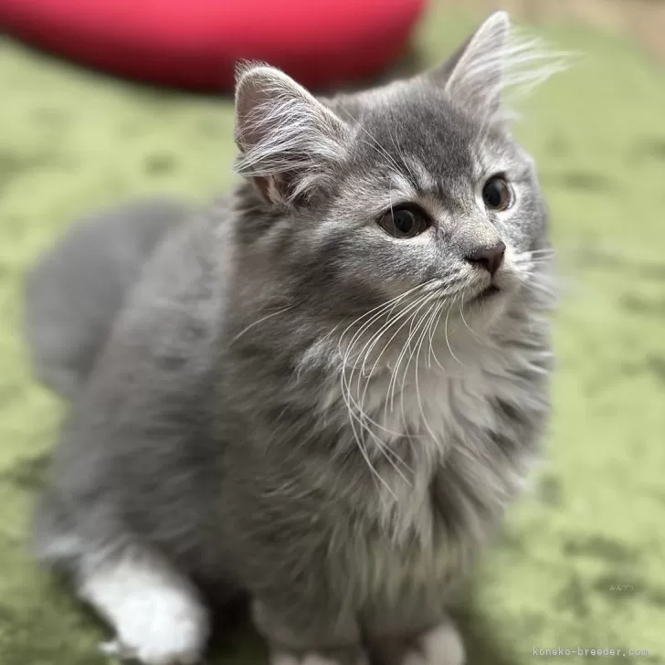 s.y 様のお迎えした子猫