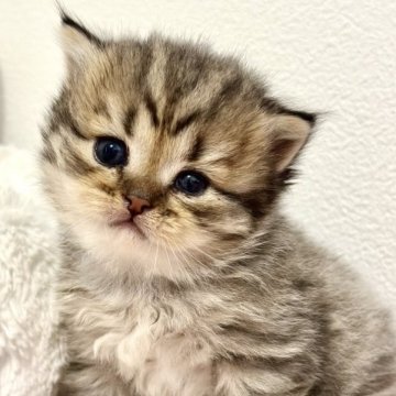 スコティッシュフォールド(立ち耳)【香川県・男の子・2023年2月20日・ブラウンタビー】の写真「まん丸お顔のおっとりさん✨」