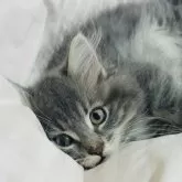 ミヌエット(短足)【香川県・男の子・2024年8月9日・ブルータビーアンドホワイト】の写真1