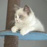 ラグドール【香川県・男の子・2023年2月18日・ブルーポイントバイカラー】の写真3